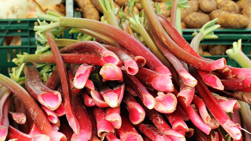A large pile of rhubarb stalks piled on a counter at a farmers market.