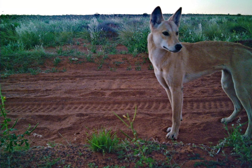 A dingo standing on a red sandy track.