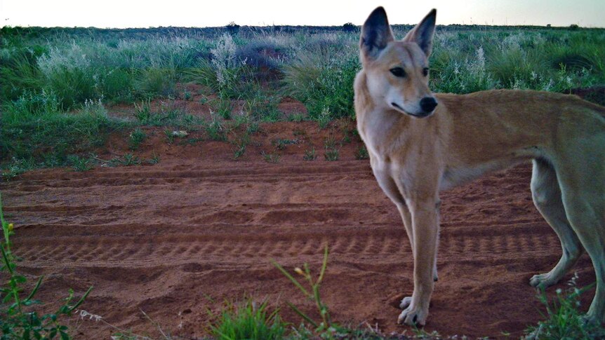 A dingo standing on a red sandy track.