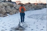 A man in high-vis clothes drags a shark on a fishing line up a sandy beach