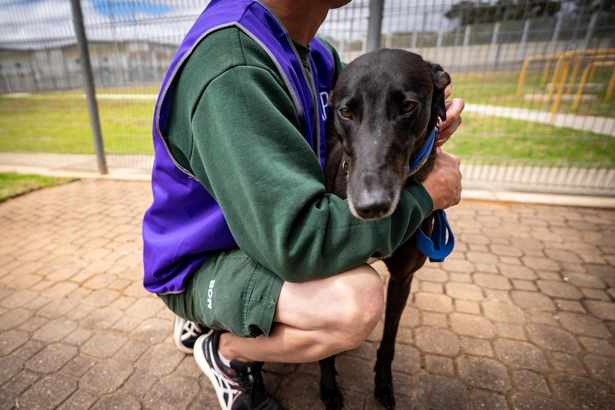 A man squatting while hugging a black greyhound