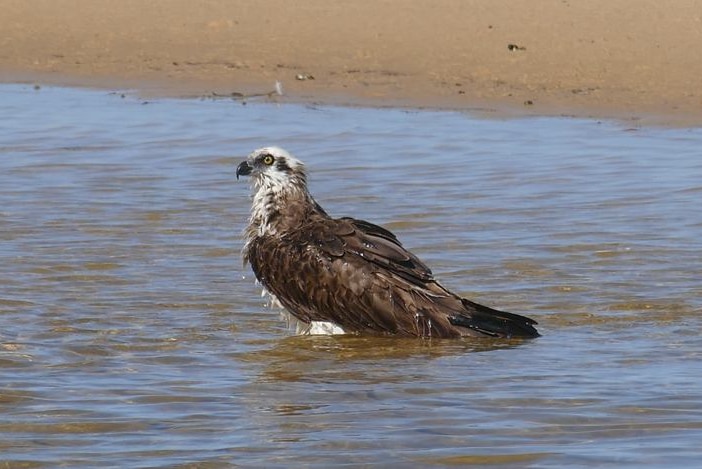 Osprey, Oyster Lagoon, bathing