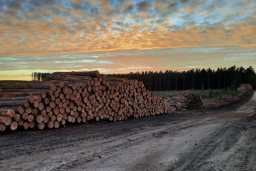 Timber stacked by the side of the road, plantation behind with a sunset