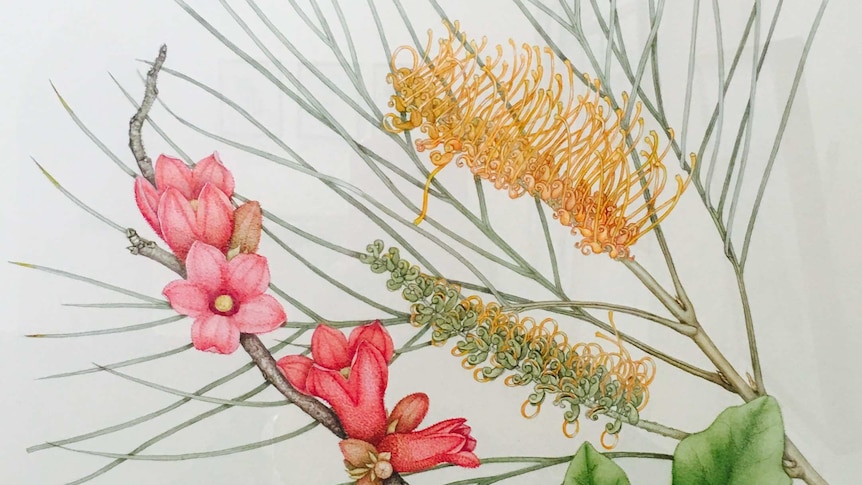 Botanical specimen illustrations