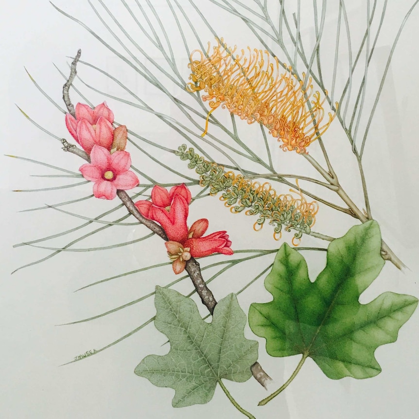 Botanical specimen illustrations