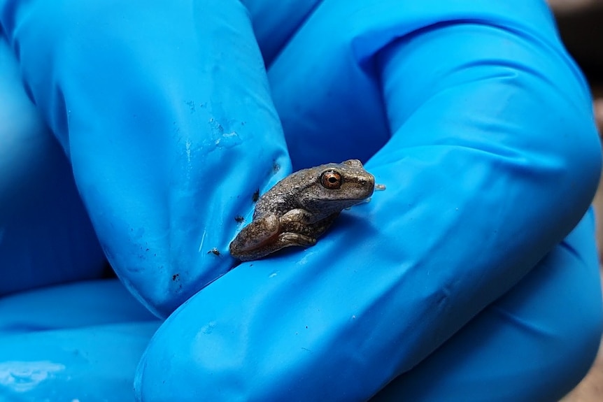 Gloved hand holds tiny frog