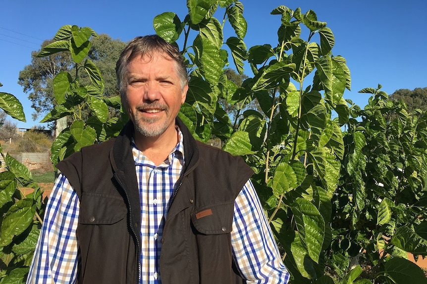 Riverland grower Peter Szabo standing with his mulberries