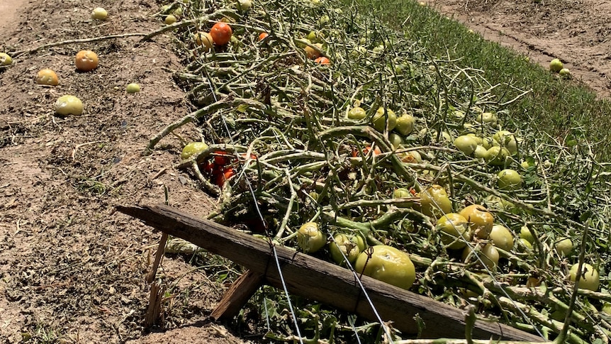 A vine of tomatoes collapsed and ruined by hail