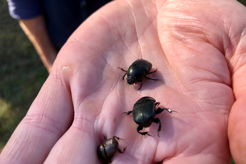 Three big black beetles on someone's hand.
