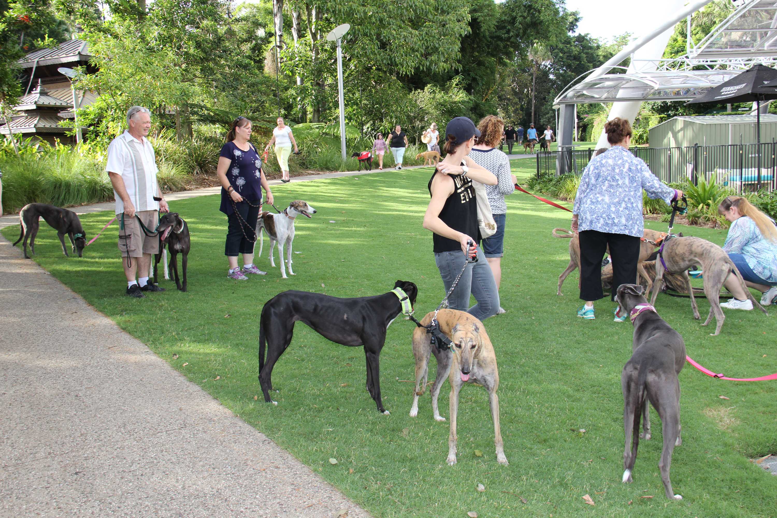 Rescue homes and owners defend greyhounds after livebaiting scandal