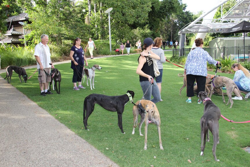 Greyhounds at South Bank