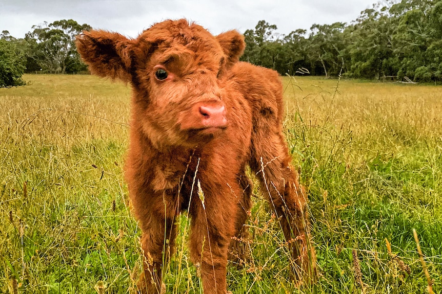 A brown Scottish Highland calf stands in a paddock.