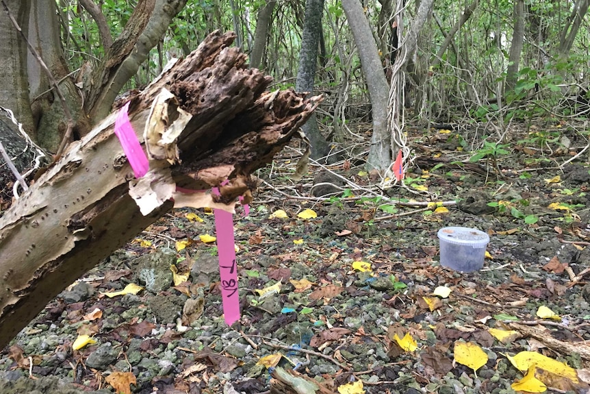 Bright fluoro-pink flags stand out among the wild undergrowth on Tetiaroa.