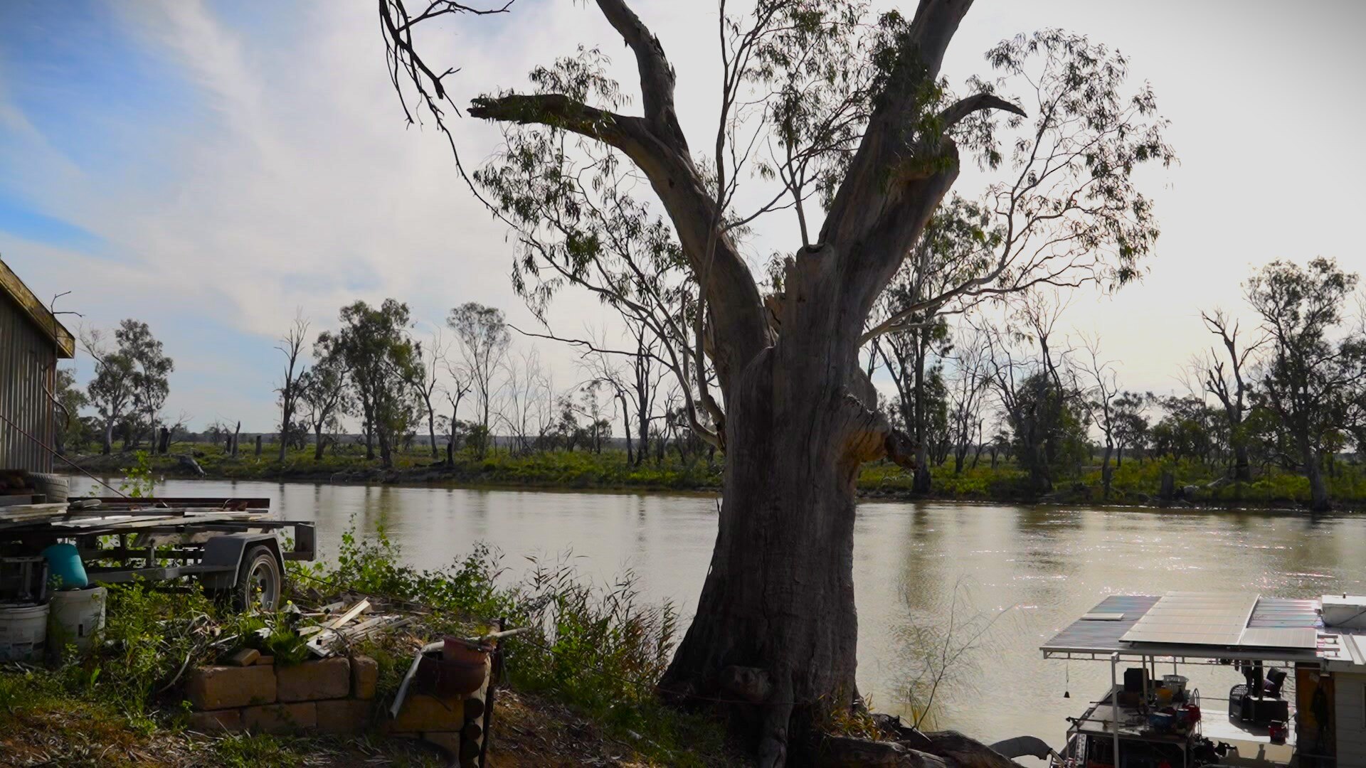 The same tree in 2026.