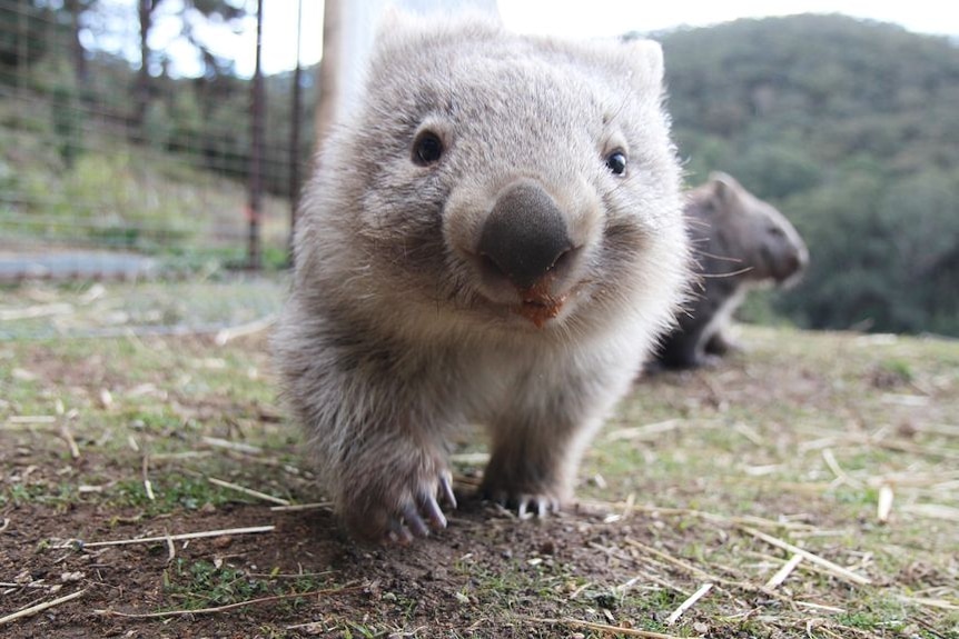 A close up of a small, fluffy brown wombat that appears to be smiling.