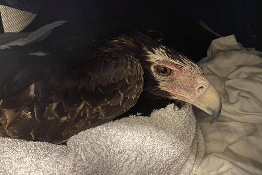 A wedge-tailed eagle sitting on a stump inside its cage. The stump is covered by a towel