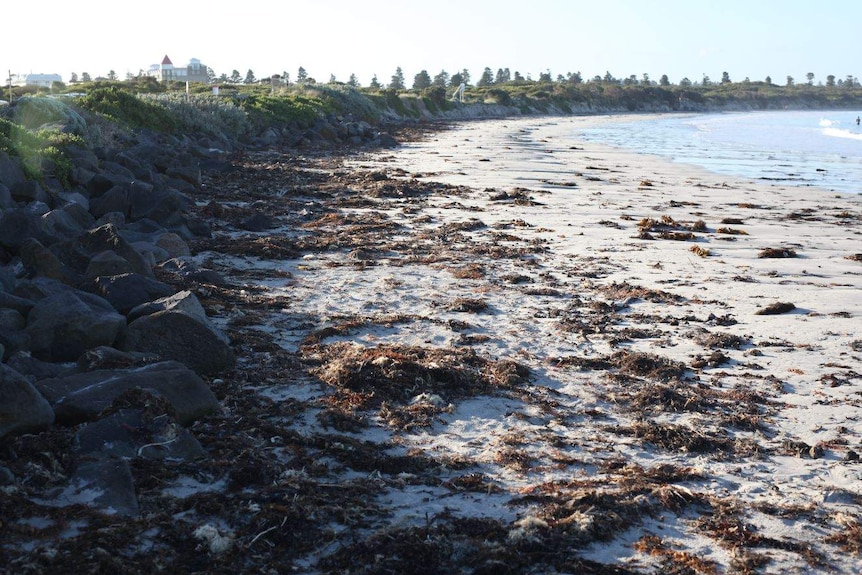 A beach with seaweed scattered on the sand.