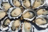 Oysters in shell
