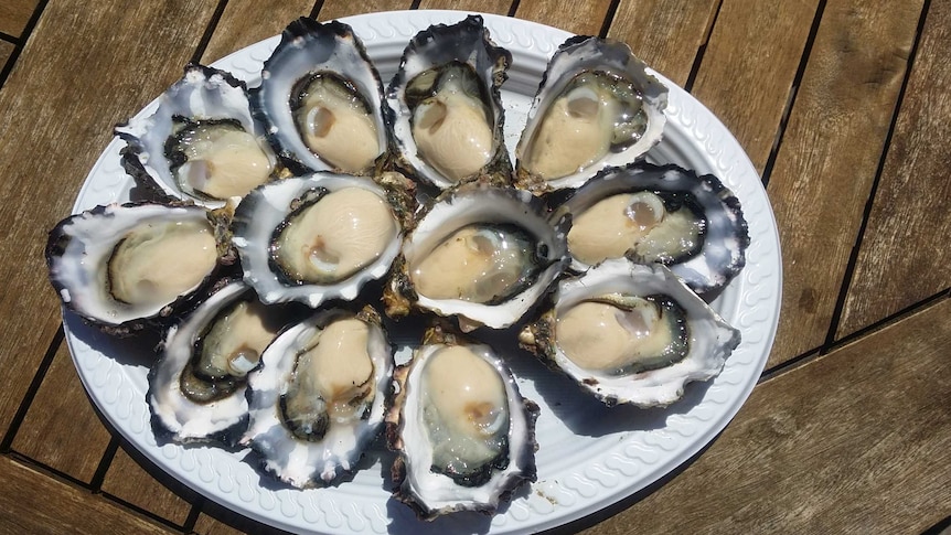 Oysters in shell