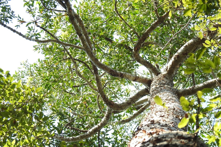 Queensland Kauri (Agathis robusta)