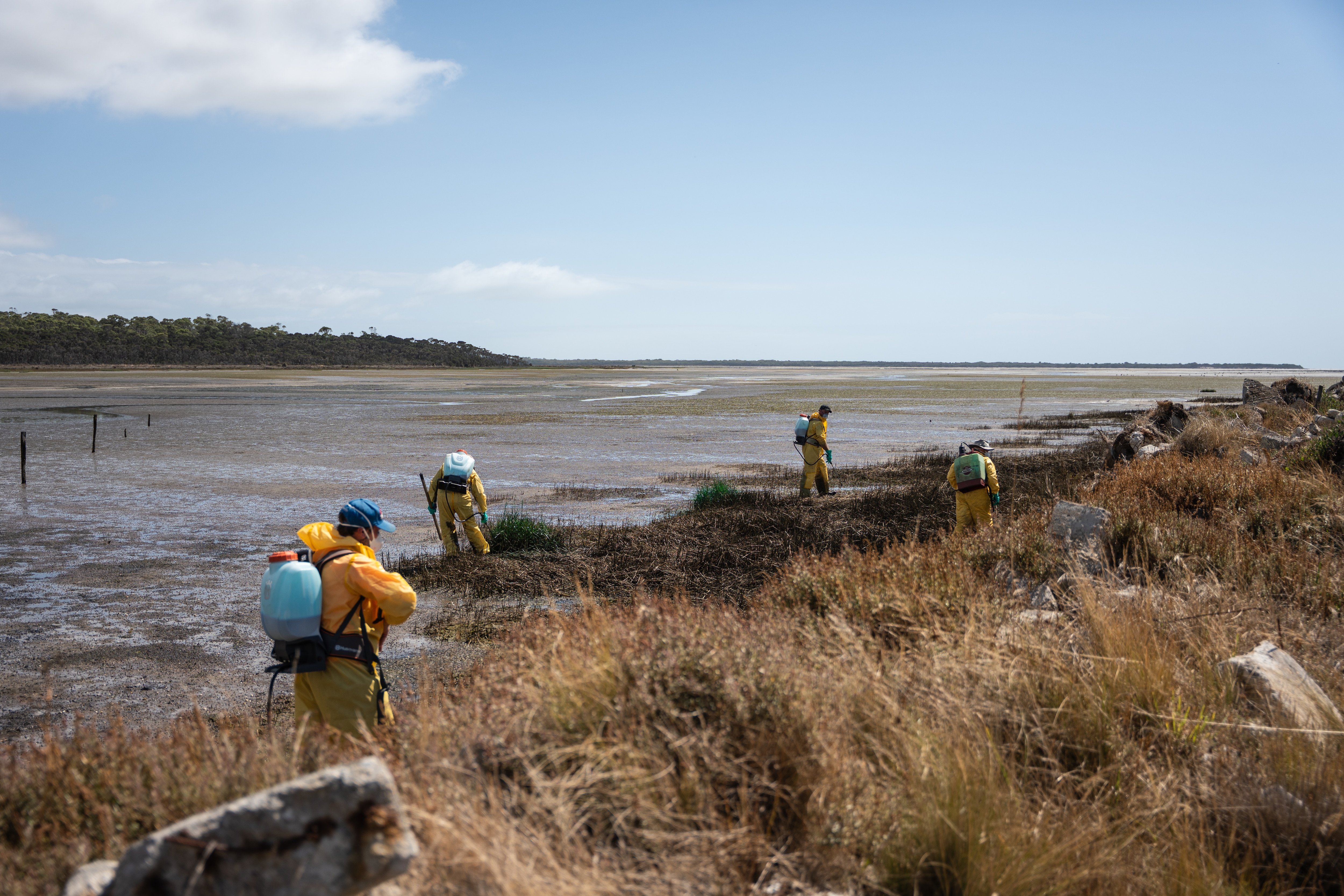 Trabajadores con trajes protectores amarillos rocían herbicida sobre el césped.