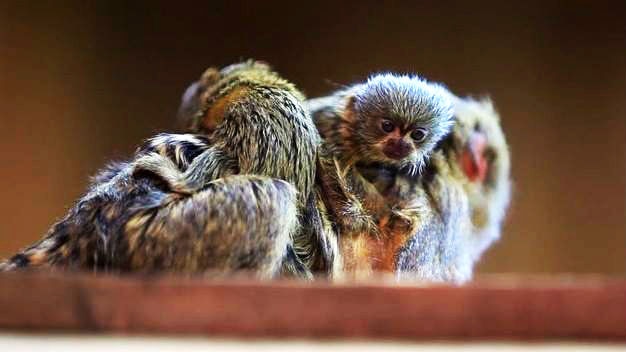 Marmosets stolen from NSW wildlife park