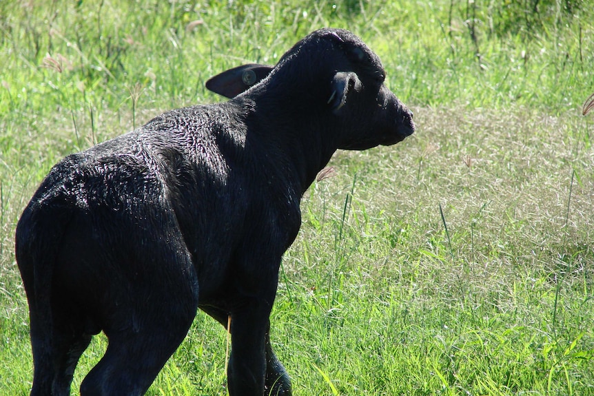 Baby buffalo