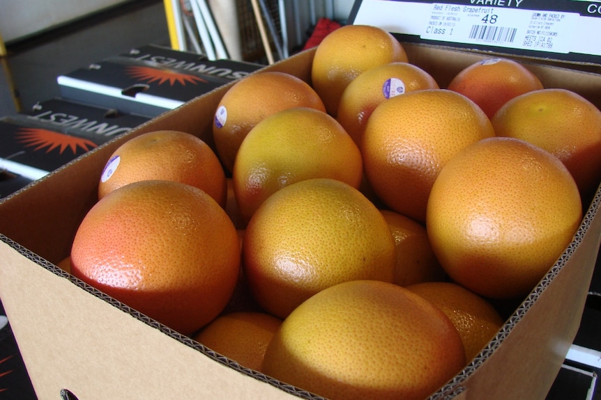 A box of grapefruit
