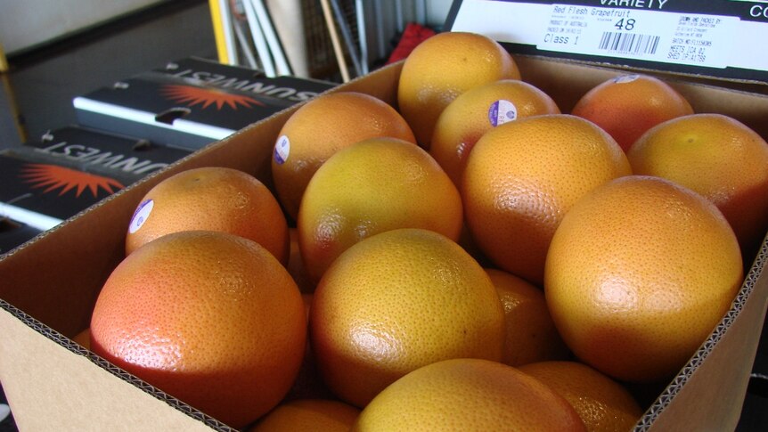 A box of grapefruit