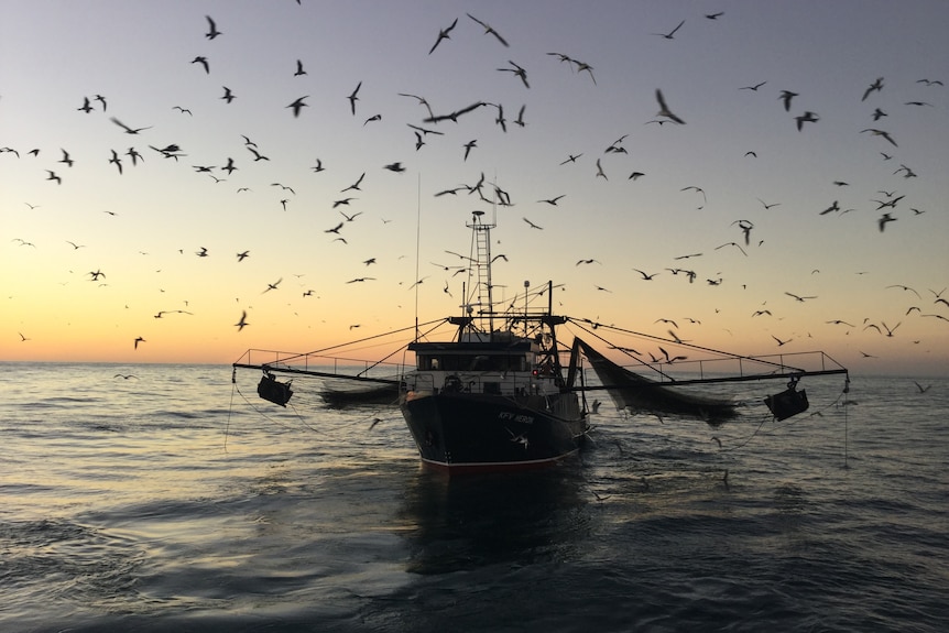 Birds fly around a fishing boat on the ocean, with sunset in distance.