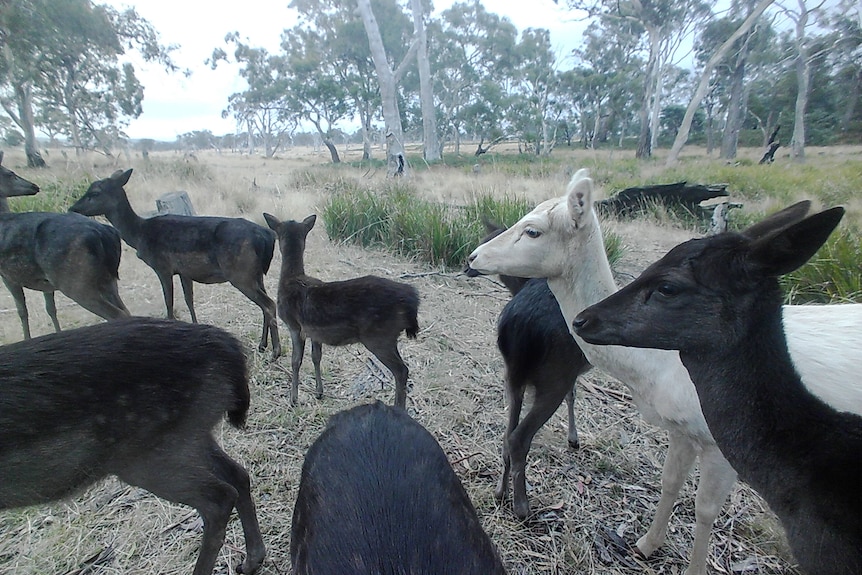 Camera footage of deer on a farm.