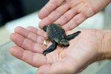 Turtle hatchlings were released off the south-east coast of Queensland after hatching in the Queensland Museum.