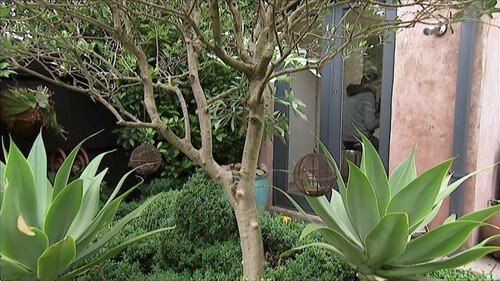 Tropical Barossa - Gardening Australia