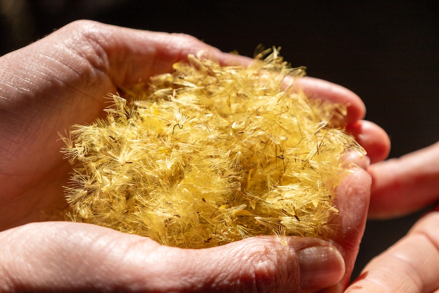 Human hands holding a pile of yellow fluffy seeds 