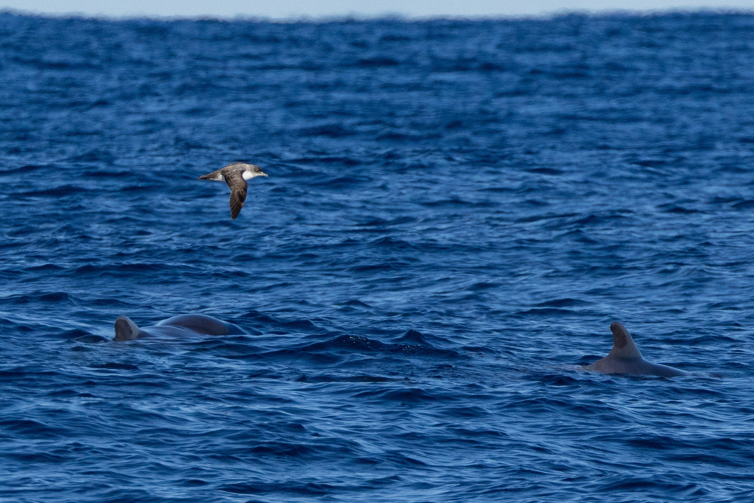 A large grey seabird flying over pilot whales in the deep ocean.