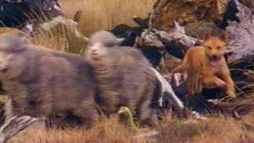 A wild dog hunts two sheep in the bush.