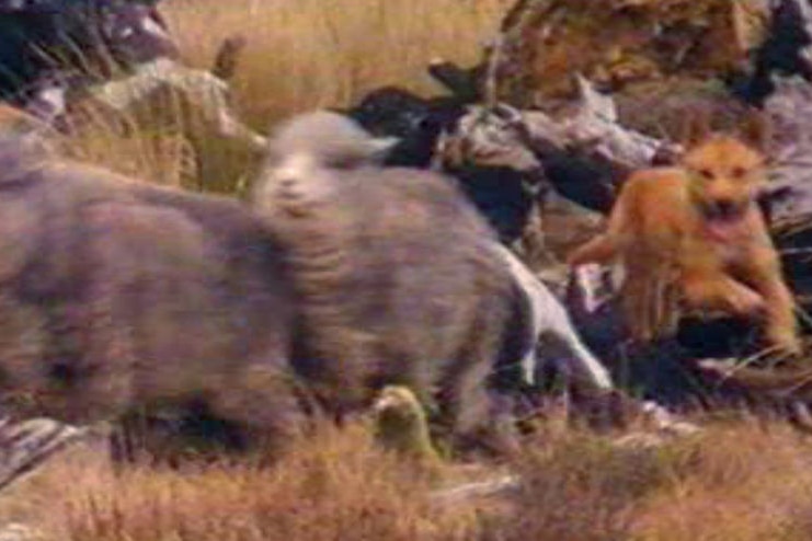 A wild dog chasing two sheep.