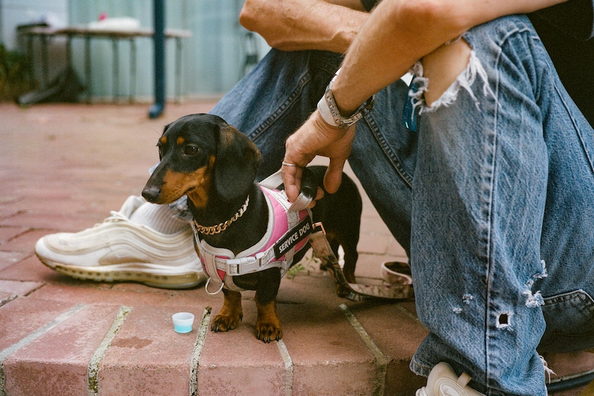 A dachshund wearing a pink harness stands between a person's legs, looking to the left