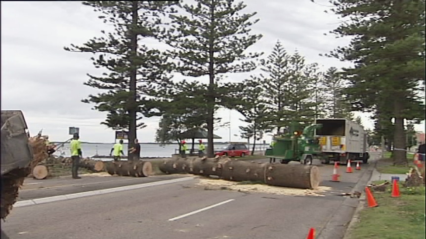 A large tree was brought down in Sydney