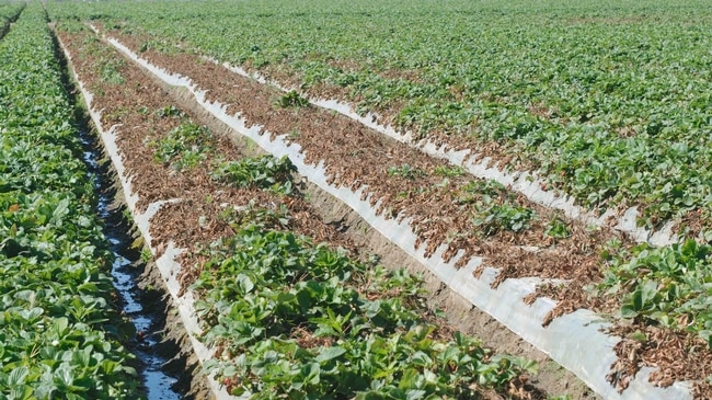 A field of strawberries infested with Fusarium wilt