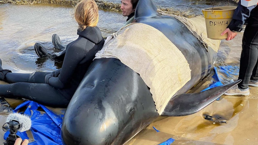 Two people sit with a beached pilot whale in shallow water at Macquarie Harbour after placing a blue cradle underneath.
