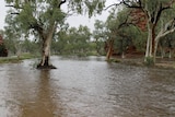 A group of trees with green leaves surrounded by water, part of a flowing river. 