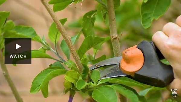 Pruning shears about to prune a branch. Has Video.