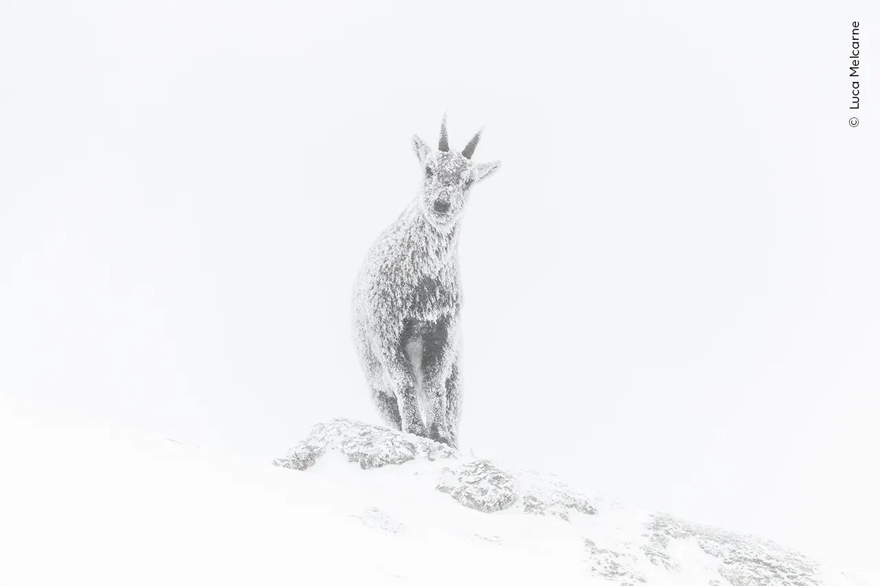 An ibex in the very snowy French Alps