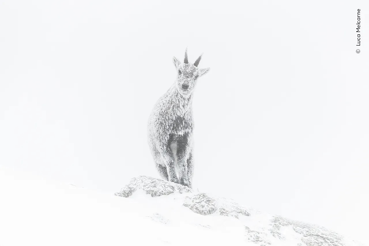 Ibex în Alpii francezi acoperiți de zăpadă