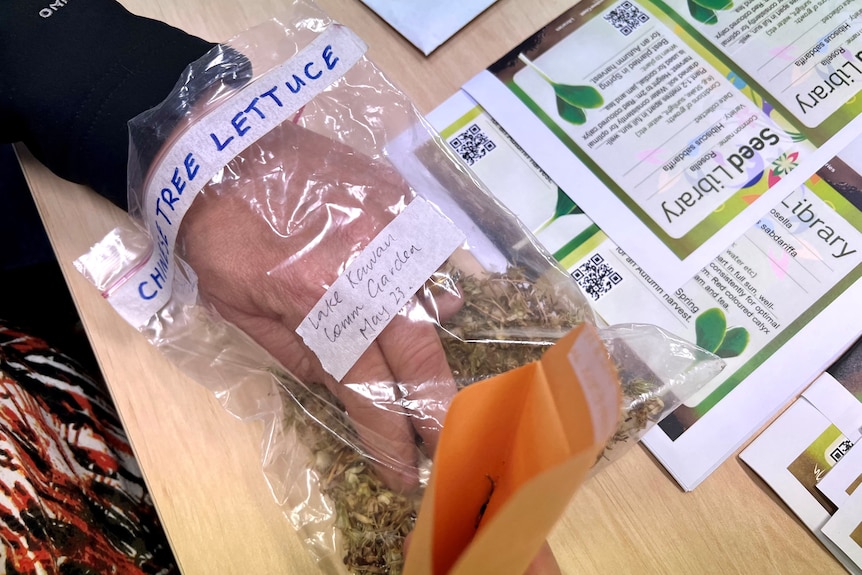 Hands putting seed in a bag labelled Chinese tree lettuce