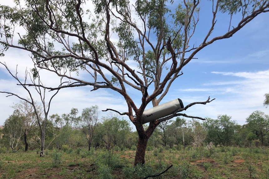 Debris in left in trees from floodwaters