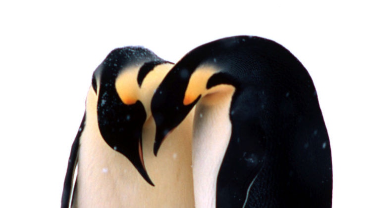 At risk: Emperor penguins live in some of the coldest conditions on Earth.