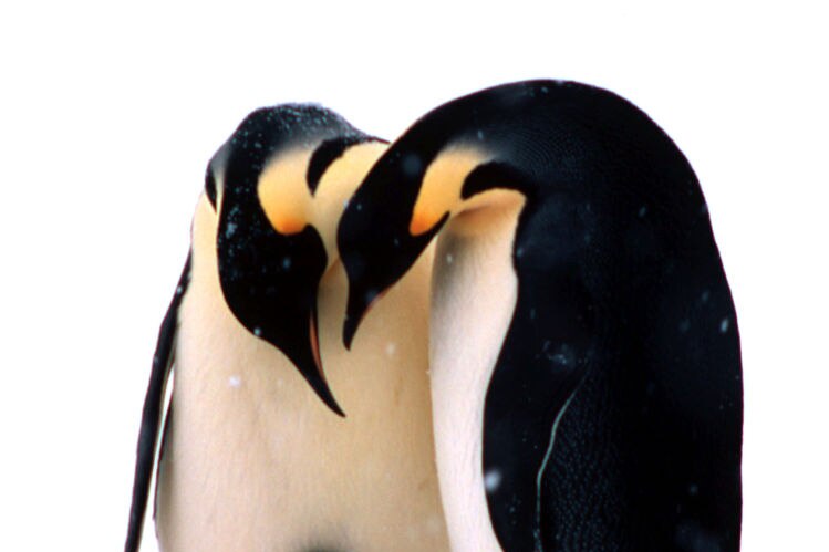 Emperor penguins with chick (WWF)