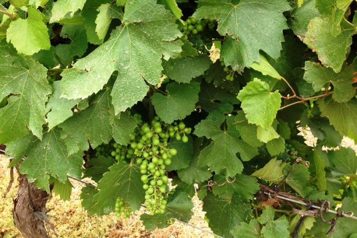 Close up on immature grapes growing on the vine.